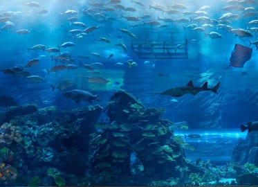 Dubai Aquarium Has A Flash Sale On Tickets Until 9th&nbsp;October