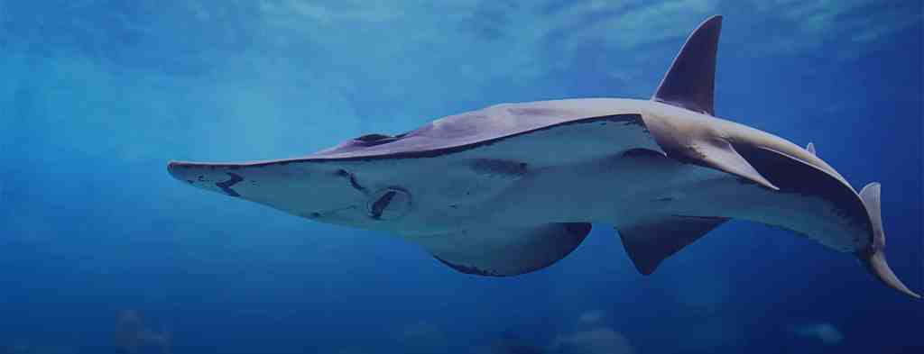 Adventurous activities in Downtown Dubai-Shark dive